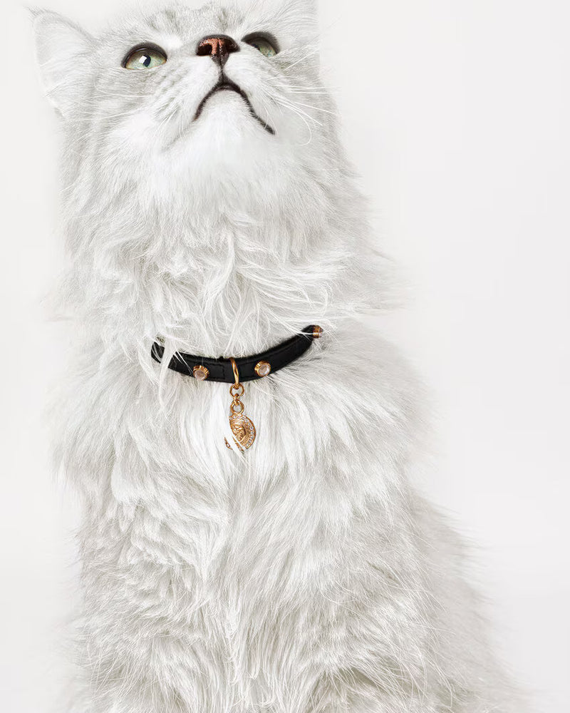 CAT COLLAR ICON