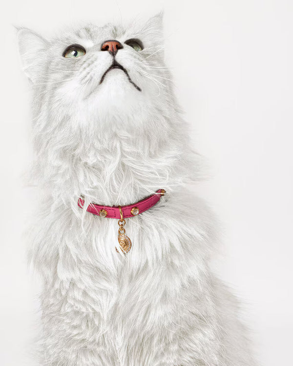 CAT COLLAR ICON